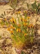 Image of Adonis dentata Delile