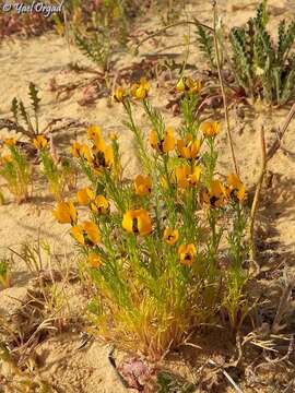 Image of Adonis dentata Delile