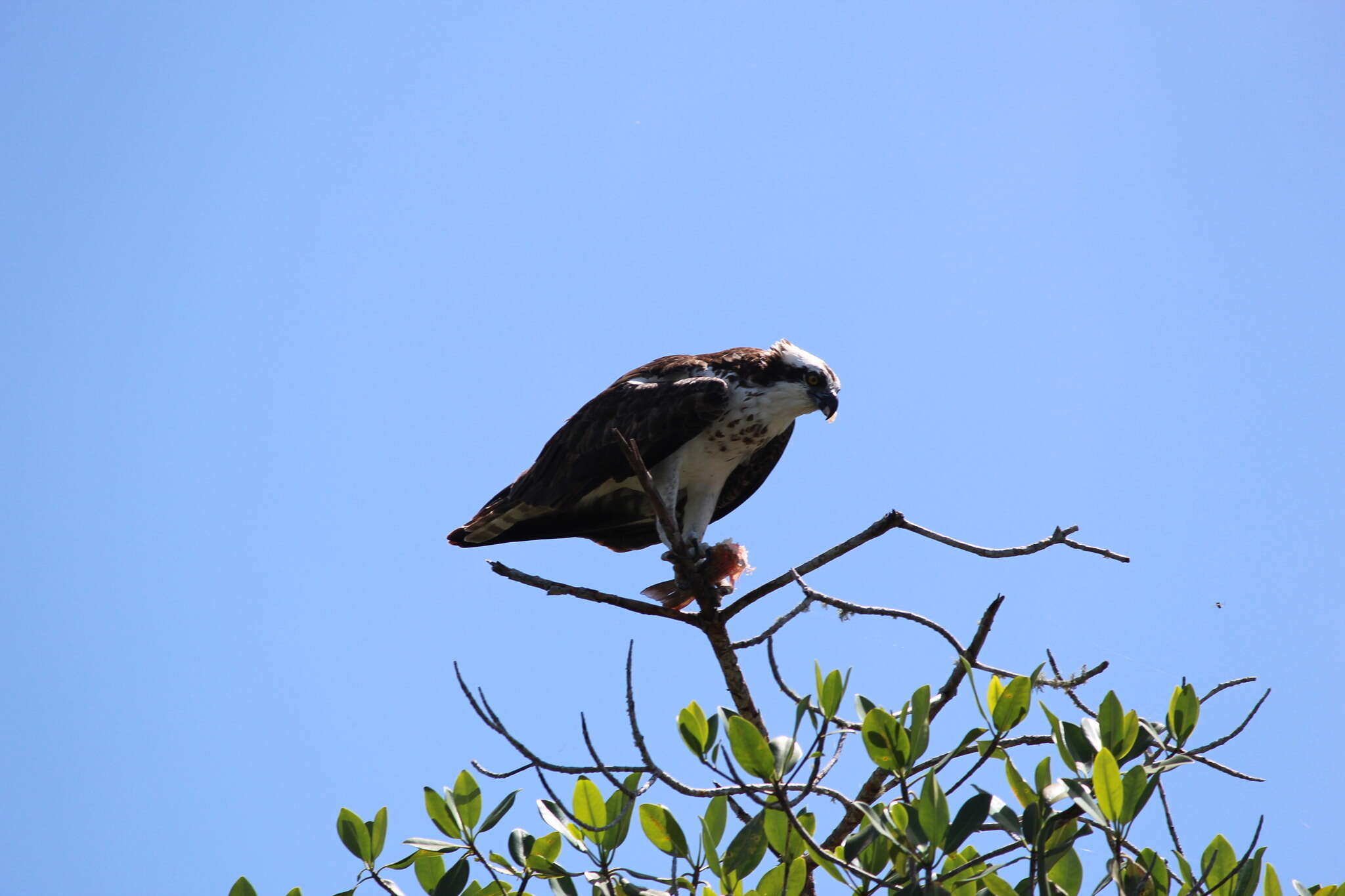 Image of Pandion haliaetus carolinensis (Gmelin & JF 1788)