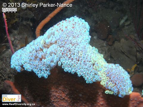 Image of <i>Pycnoclavella narcissus</i> Kott 2005