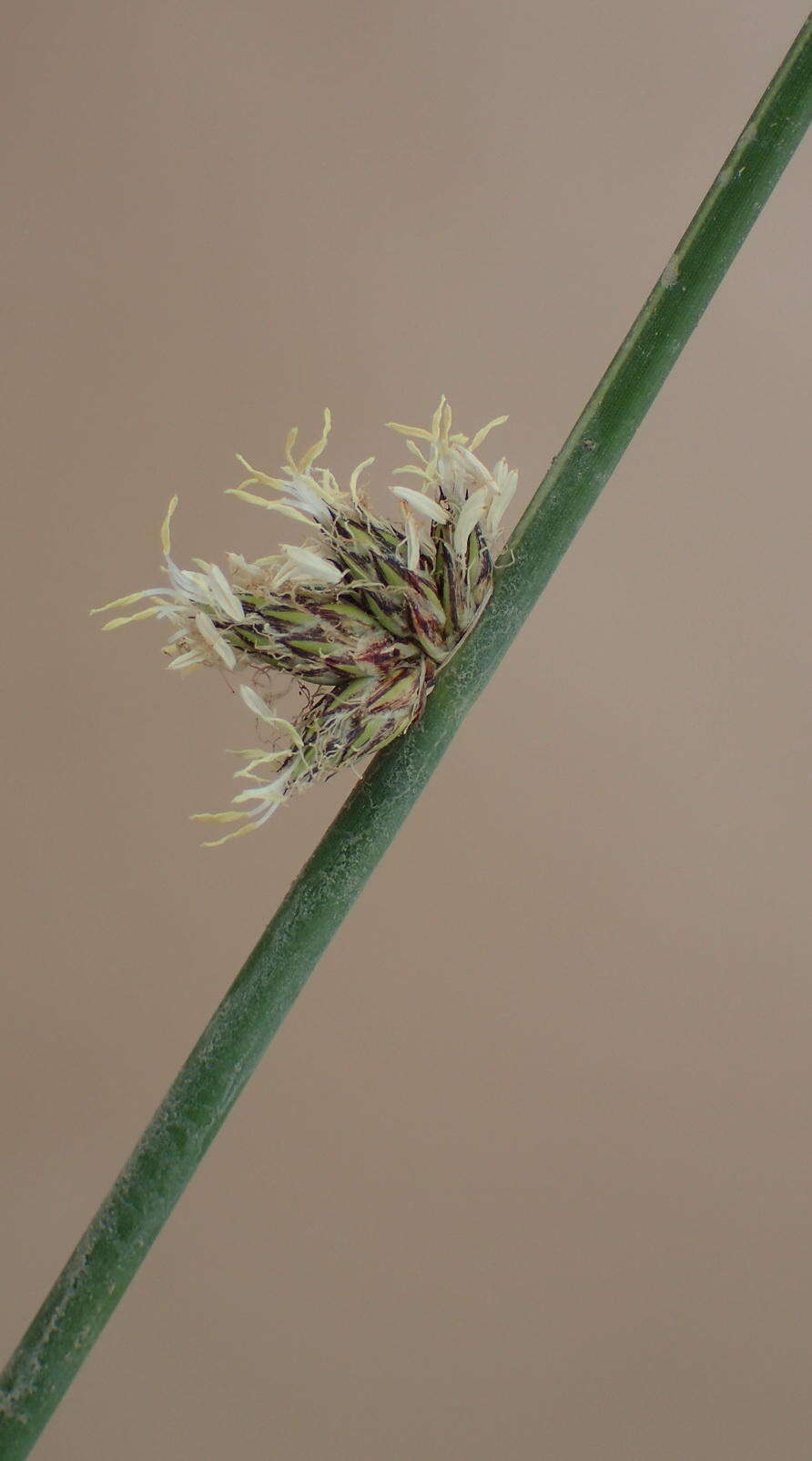 Plancia ëd Schoenoplectus decipiens (Nees) J. Raynal