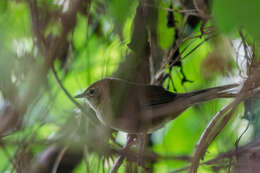 Image of Russet Bush Warbler