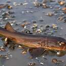 Image of Arabian Carpetshark