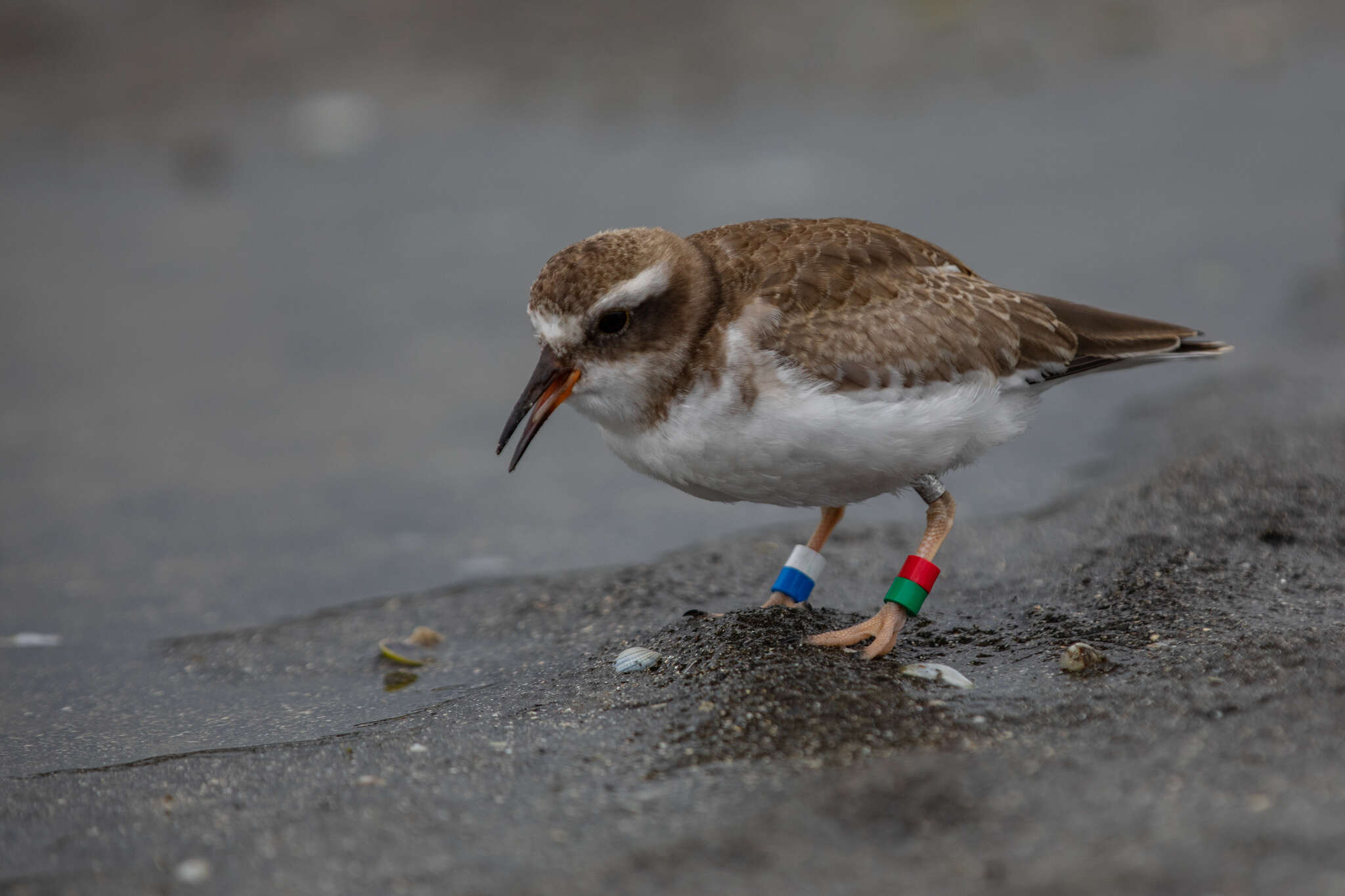 Image of Shore Dotterel