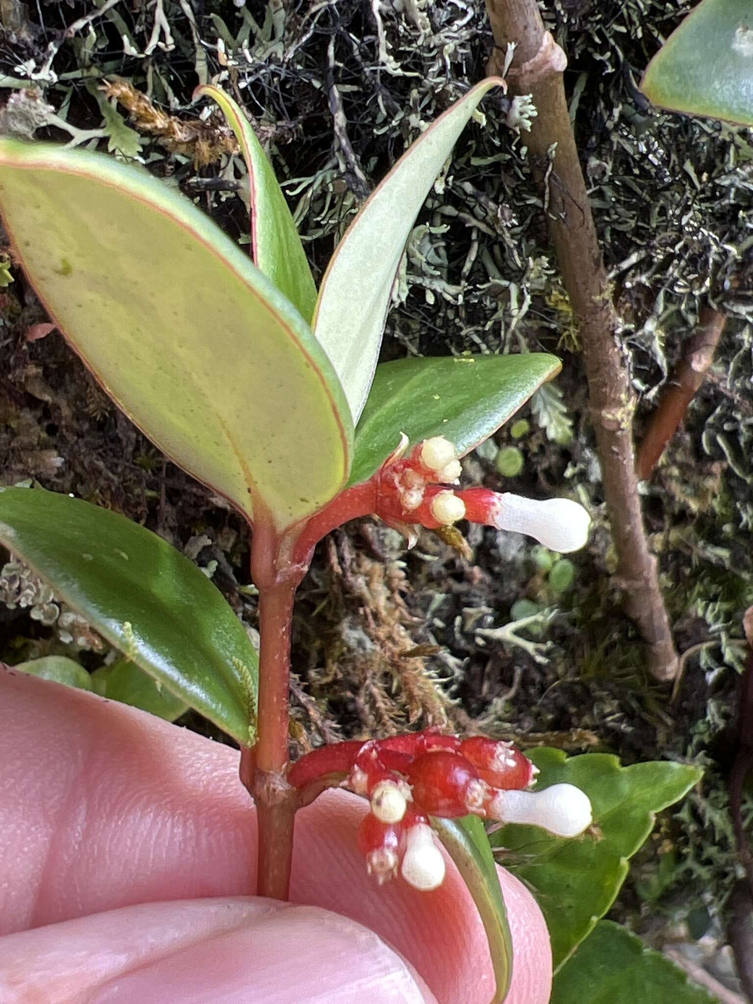 Image of Notopleura parasitica subsp. parasitica