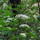 Sivun Viburnum stenocalyx (Oerst.) Hemsl. kuva