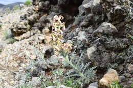 Image of Matthiola odoratissima (Pall. ex M. Bieb.) W. T. Aiton