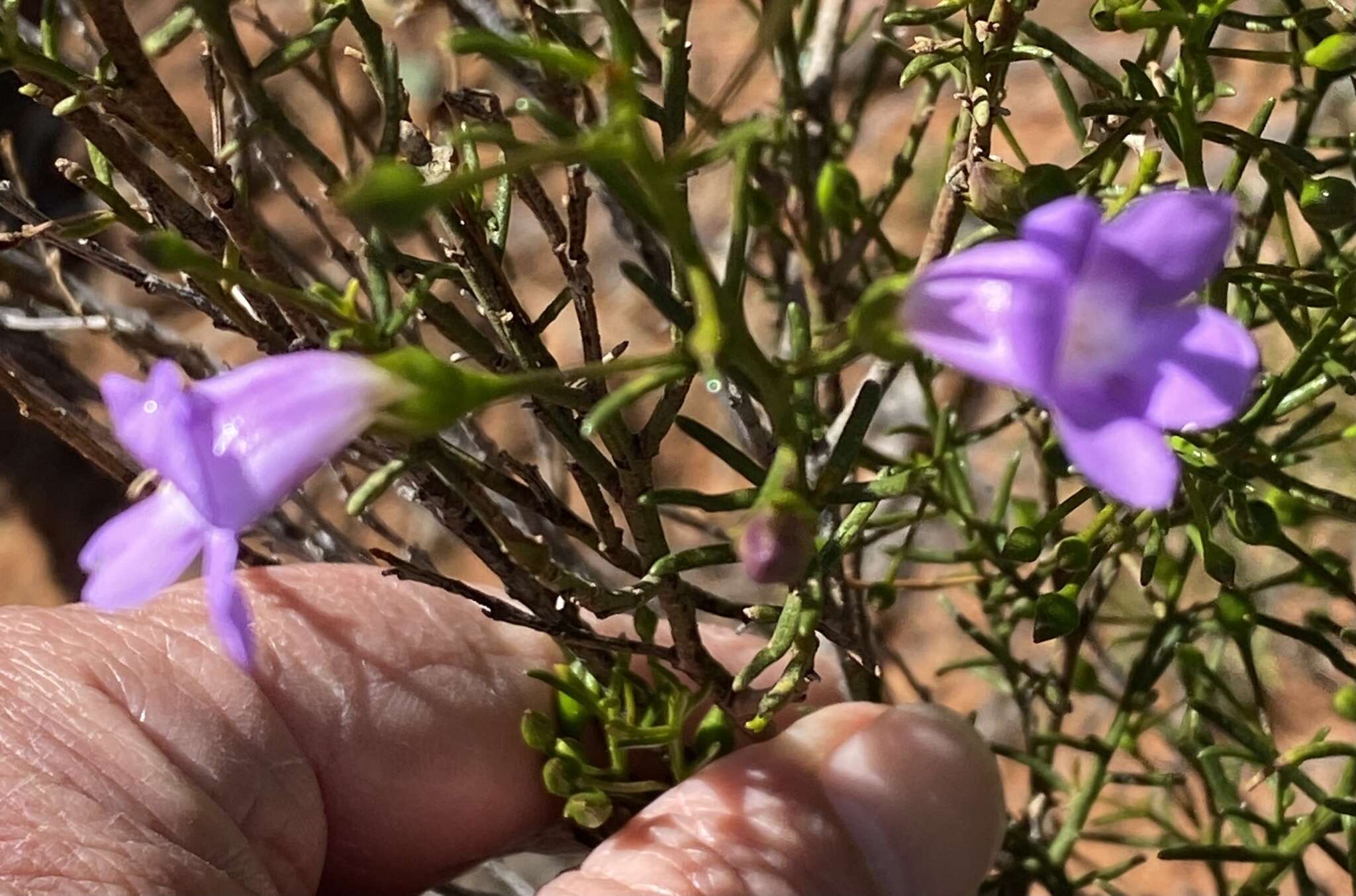 Image de Eremophila drummondii F. Muell.