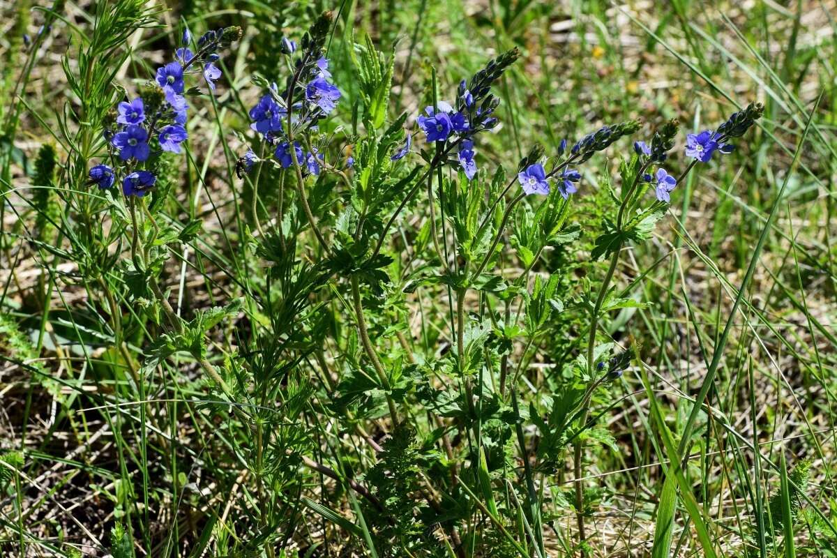 Image of Veronica krylovii Schischk.