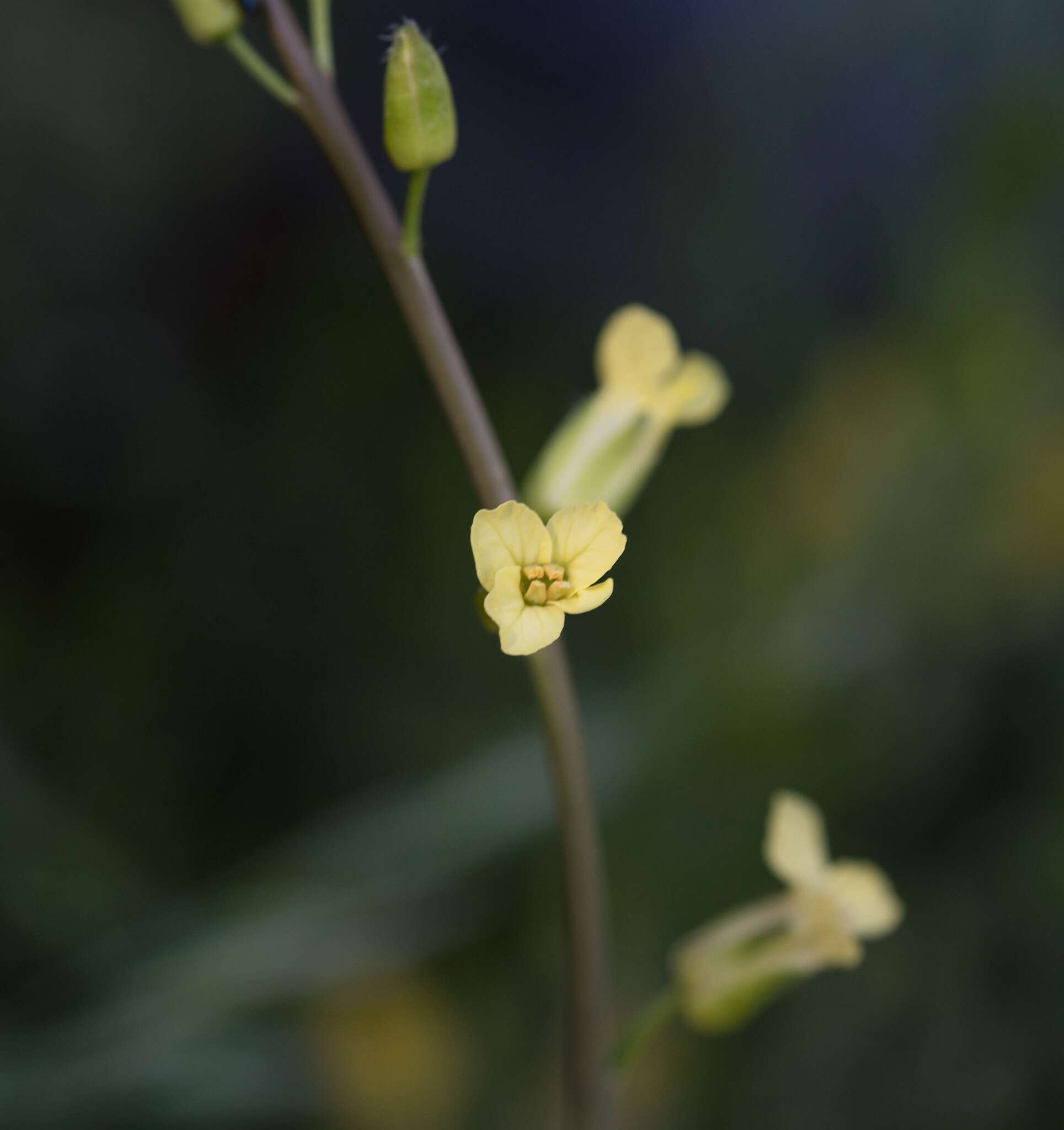 Image de Brassica repanda (Willd.) DC.