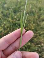 Image de Dianthus giganteus Dum.-Urville