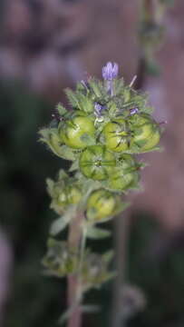 Image of Linaria micrantha (Cav.) Hoffmgg. & Link