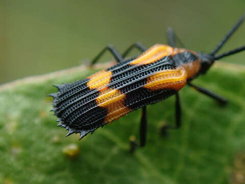 Oxychalepus anchora (Chapuis 1877) resmi