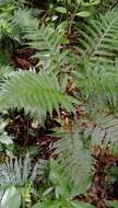 Image of Diploblechnum fraseri (A. Cunn.) De Vol