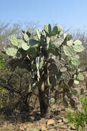 Image of Opuntia quimilo K. Schum.