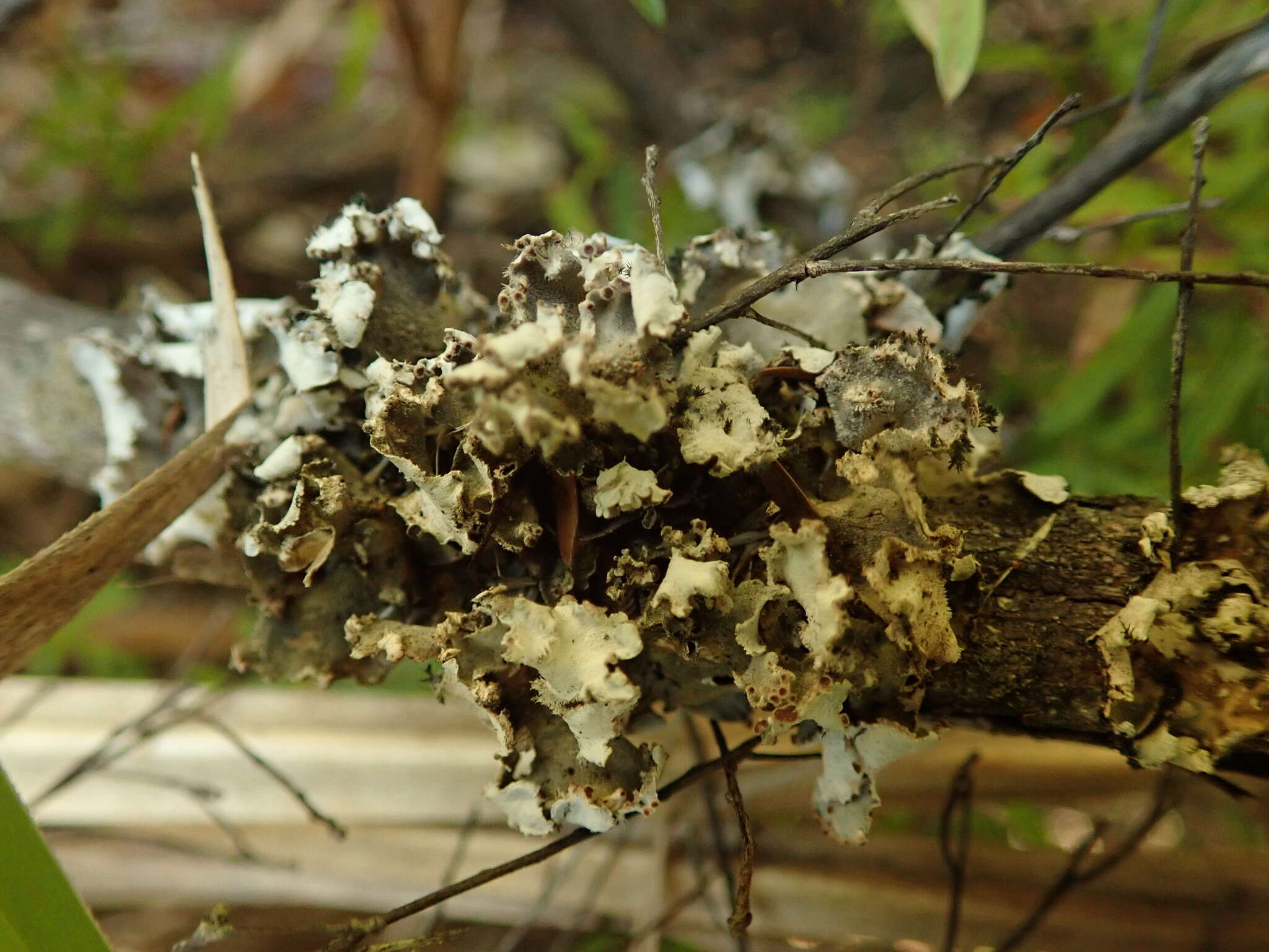 Image de Erioderma leylandii (Taylor) Müll. Arg.