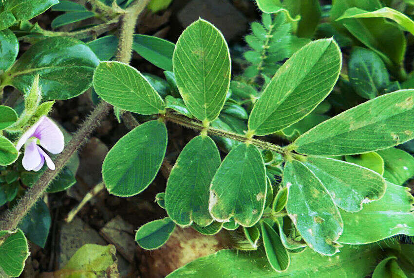 Image of Tephrosia pumila (Lam.) Pers.