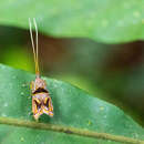 Plancia ëd Lecithocera strenua Diakonoff 1967