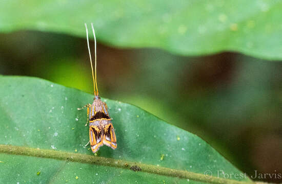 Plancia ëd Lecithocera strenua Diakonoff 1967