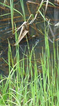 Image of Floating Manna Grass