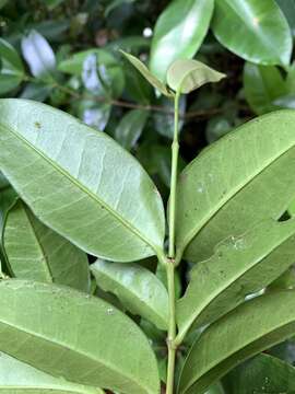 Image of Memecylon lanceolatum Blanco