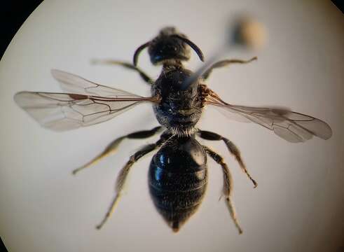 Lasioglossum clypeare (Schenck 1853) resmi