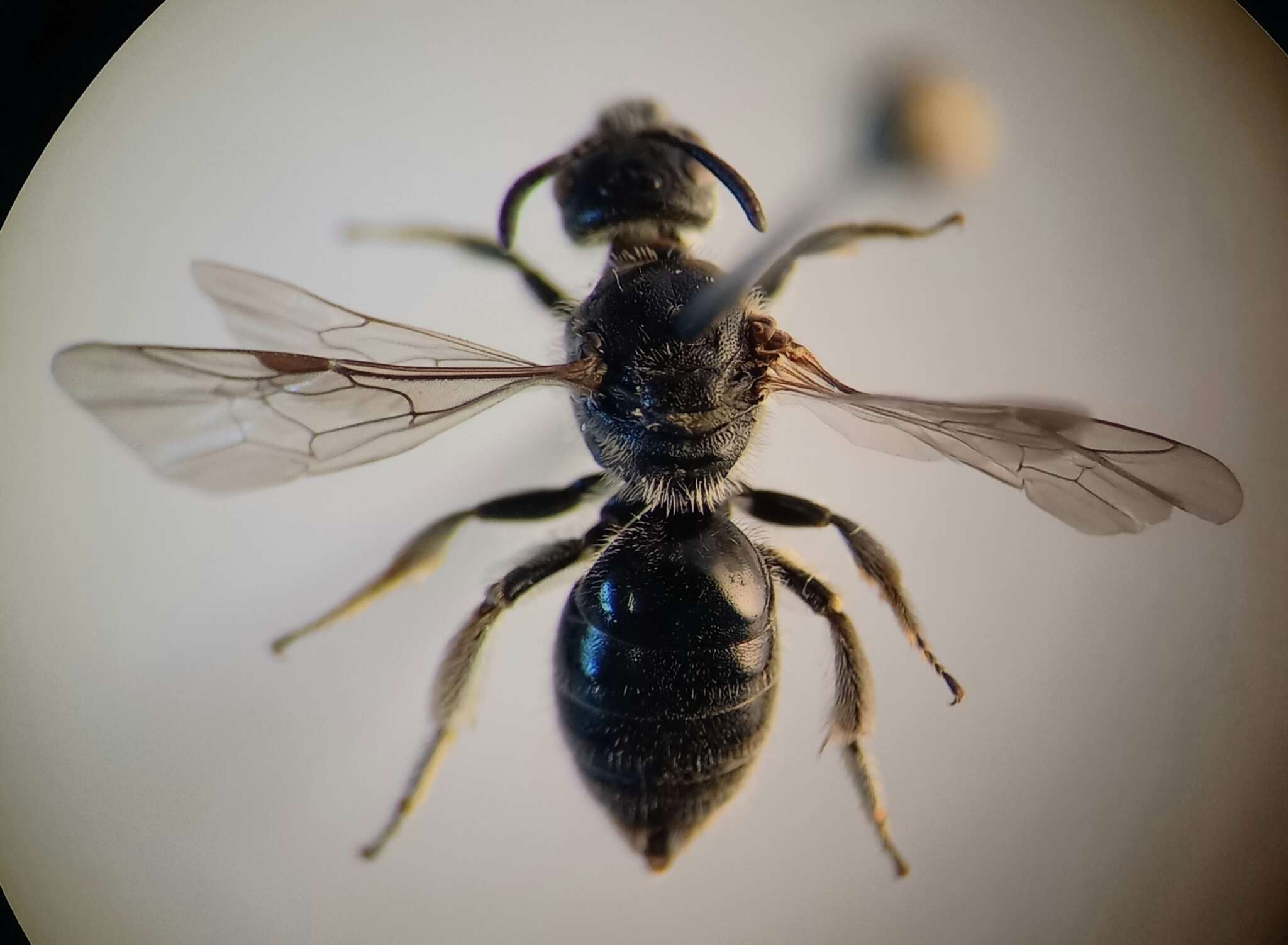 Image of Lasioglossum clypeare (Schenck 1853)