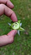 Image of Passiflora lobata (Killip) Hutch. ex J. M. Mac Dougal