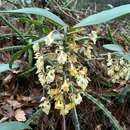 Image of Epidendrum arbuscula Lindl.