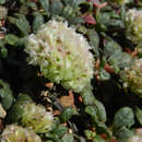 Image of Mt. Hood pussypaws