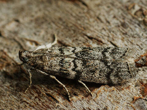 Image of Dioryctria mutatella Fuchs 1903