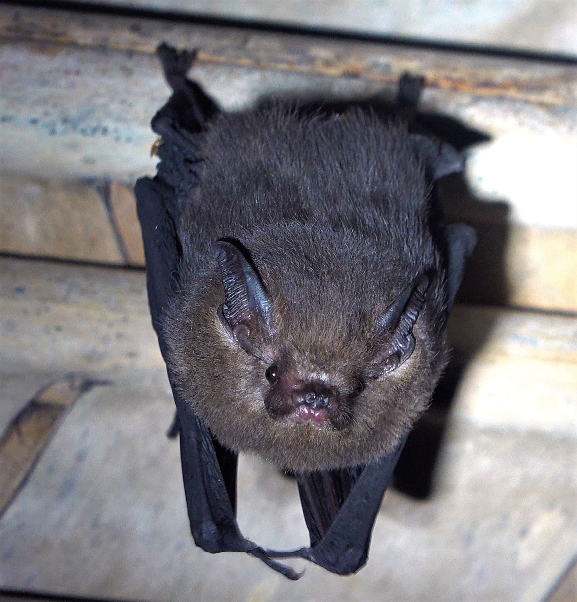 Image of Peters’s Sheath-tailed Bat