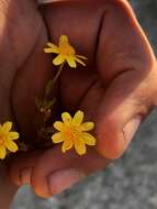 Lasthenia coronaria (Nutt.) Ornduff resmi