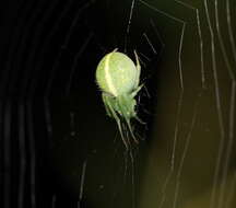 Image of Araneus psittacinus (Keyserling 1887)