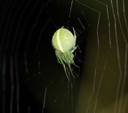 Image of Araneus psittacinus (Keyserling 1887)