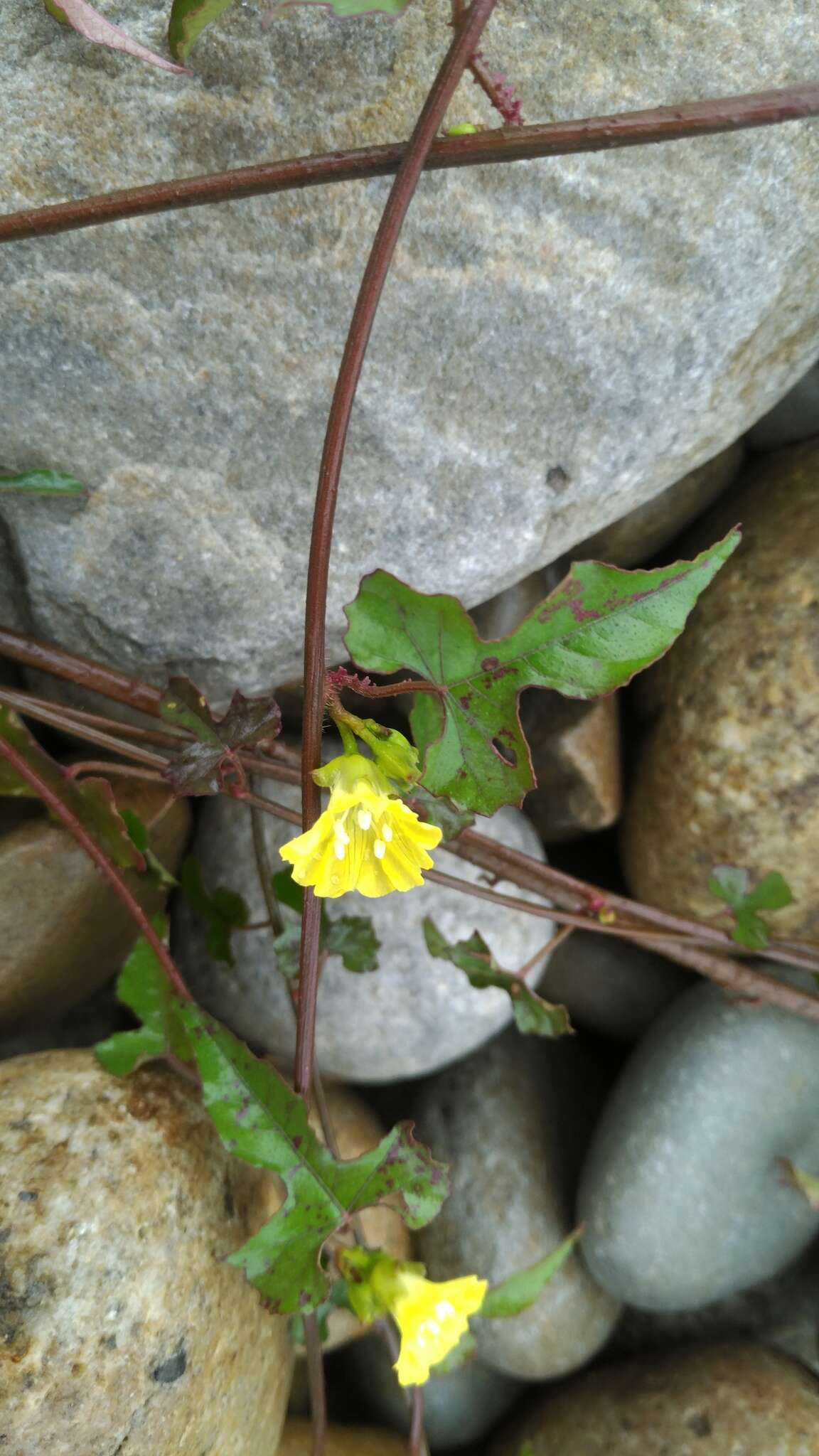 Image of Merremia hederacea (Burm. fil.) Hall. fil.