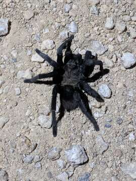 Image of Texas Tan Tarantula