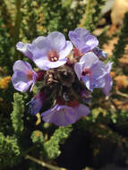 Слика од Polemonium eximium Greene