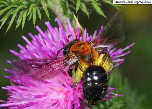 Imagem de Andrena thoracica (Fabricius 1775)