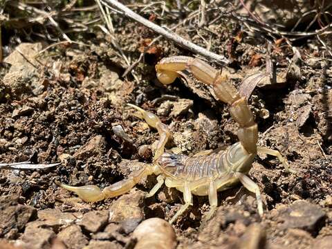 Imagem de Buthus ajax