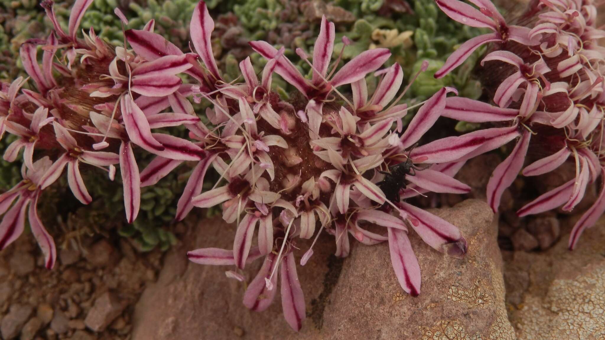 Image of Pterocephalus depressus subsp. depressus