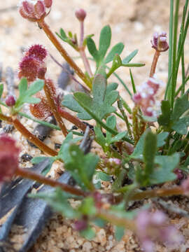 Image of Trachymene cyanopetala (F. Müll.) Benth.