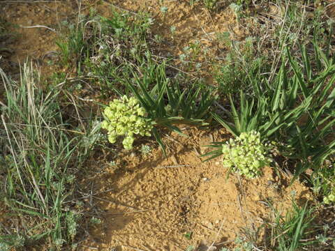 Image of spider milkweed