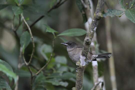 Image of Shrikebill