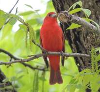 Image of Summer Tanager