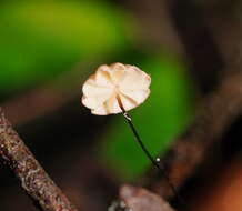 Image of Marasmius crinis-equi F. Muell. ex Kalchbr. 1880