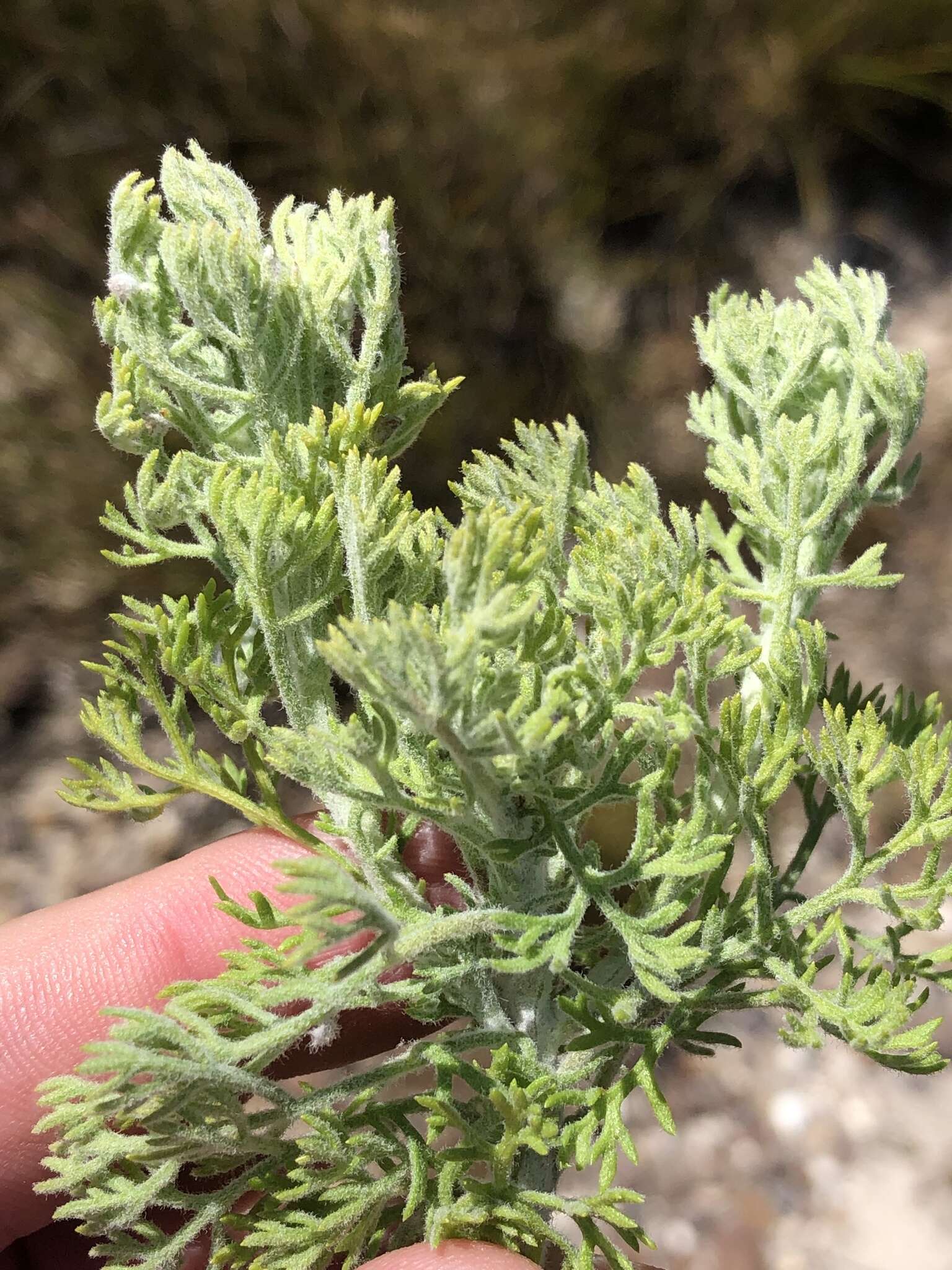 Image of Ursinia abrotanifolia (R. Br.) Spreng.