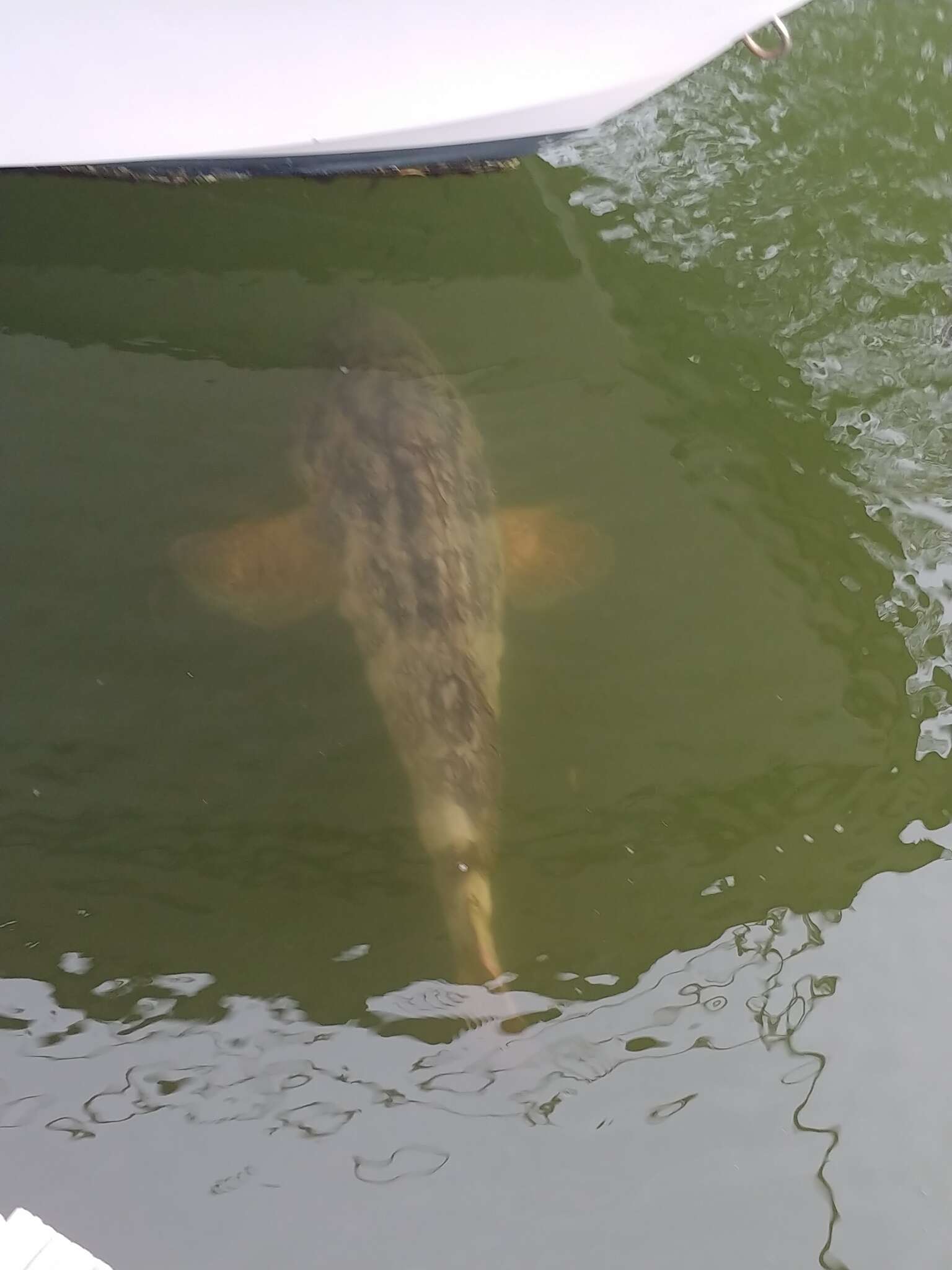 Image of Atlantic Goliath Grouper