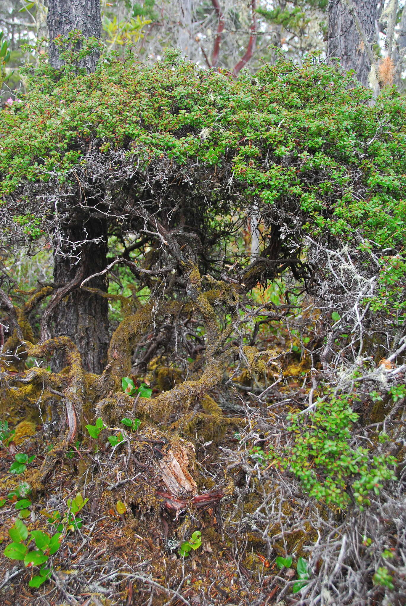 Слика од Arctostaphylos nummularia subsp. mendocinoensis (P. V. Wells) V. T. Parker, M. C. Vasey & J. E. Keeley