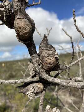 Image de Hakea psilorrhyncha R. M. Barker